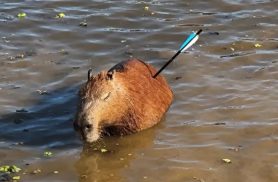 Capivara atingida por flecha morre após ser resgatada em represa Capivara atingida por flecha morre após ser resgatada em represa