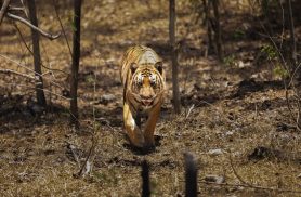 Enquanto o tigre luta para sobreviver, o calendário lembra que ele ainda existe