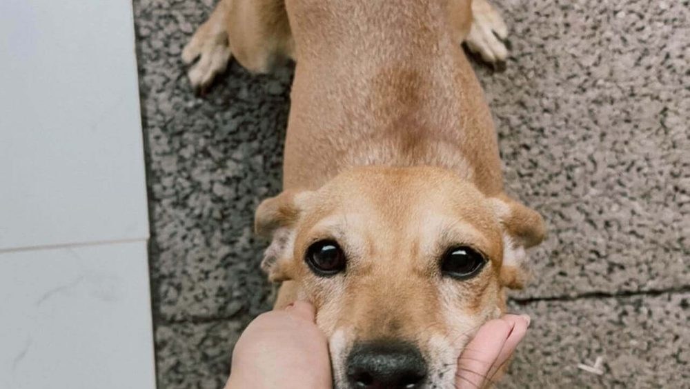 Cachorra Meg desapareceu no bairro Periolo Imagem referente a Cachorra Meg desapareceu no bairro Periolo