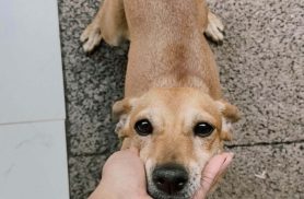 Cachorra Meg desapareceu no bairro Periolo Cachorra Meg desapareceu no bairro Periolo