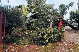 Árvore imensa cai sobre terreno de vizinho e destrói muro no Periolo