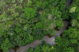 Projeto busca restaurar 600 mil hectares de vegetação nativa no Brasil