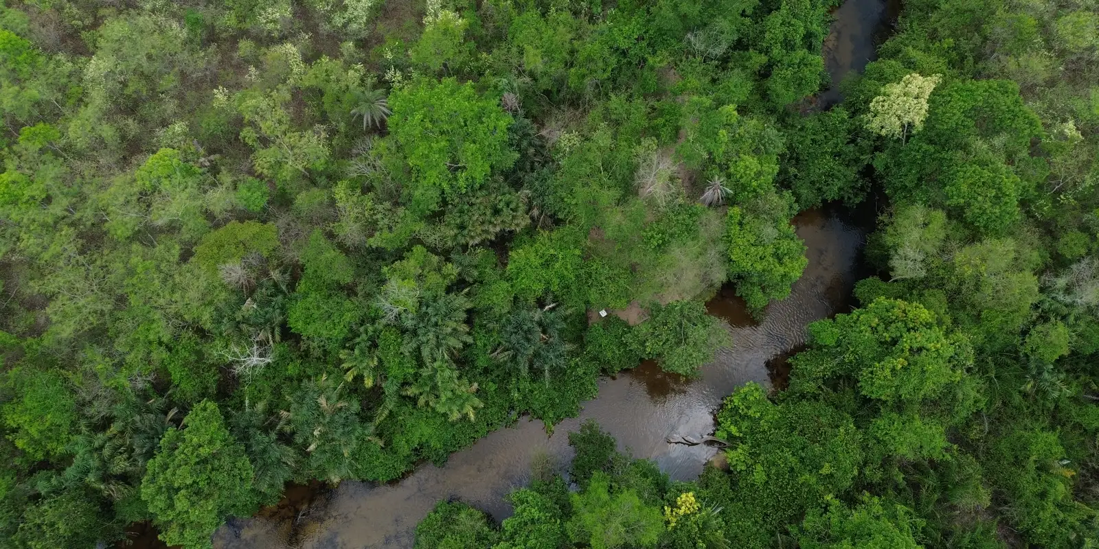 Imagem referente a Projeto busca restaurar 600 mil hectares de vegetação nativa no Brasil