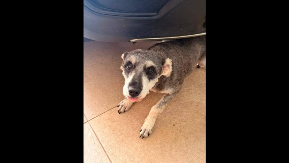 Cachorra Madona desapareceu no bairro Pioneiros Catarinenses Imagem referente a Cachorra Madona desapareceu no bairro Pioneiros Catarinenses