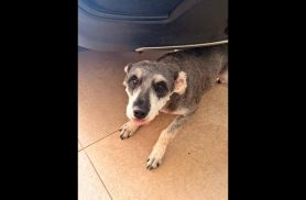 Cachorra Madona desapareceu no bairro Pioneiros Catarinenses Cachorra Madona desapareceu no bairro Pioneiros Catarinenses