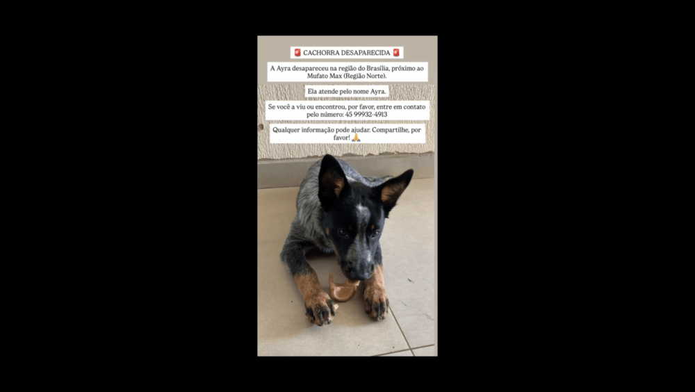 Cachorra Ayra desapareceu no bairro Brasília Imagem referente a Cachorra Ayra desapareceu no bairro Brasília