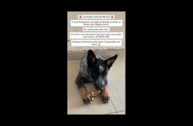 Cachorra Ayra desapareceu no bairro Brasília Cachorra Ayra desapareceu no bairro Brasília
