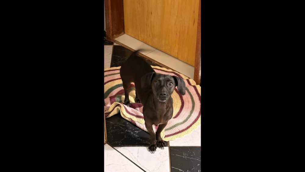 Cachorra Guida desapareceu no bairro Cancelli Imagem referente a Cachorra Guida desapareceu no bairro Cancelli