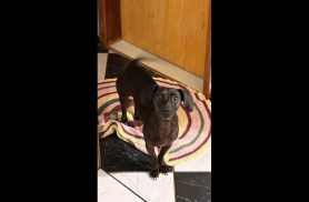 Cachorra Guida desapareceu no bairro Cancelli Cachorra Guida desapareceu no bairro Cancelli