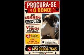 Cachorra é encontrada no bairro Periolo Cachorra é encontrada no bairro Periolo