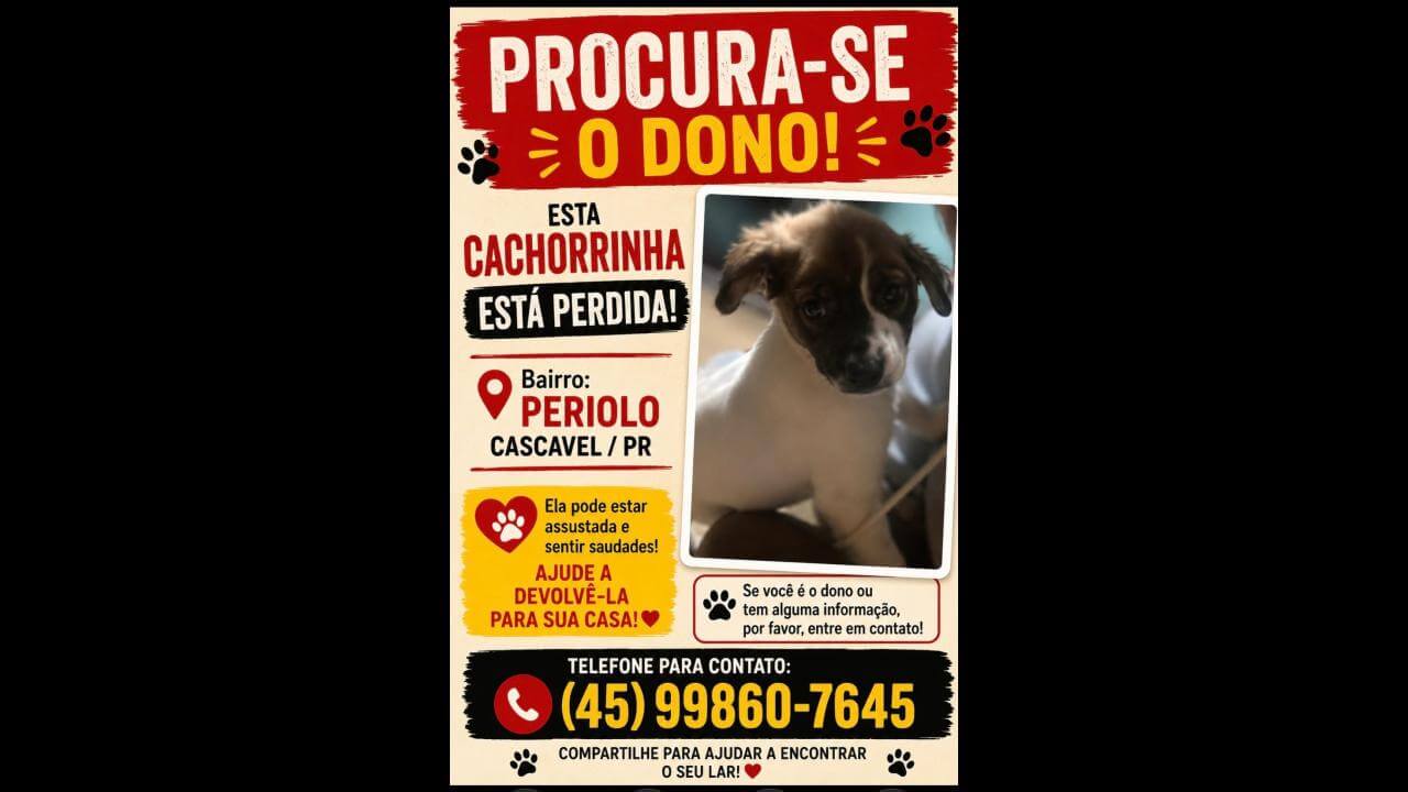 Cachorra é encontrada no bairro Periolo Imagem referente a Cachorra é encontrada no bairro Periolo
