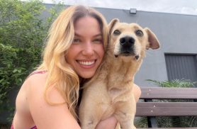 Cachorro desapareceu no bairro Pacaembu Cachorro desapareceu no bairro Pacaembu