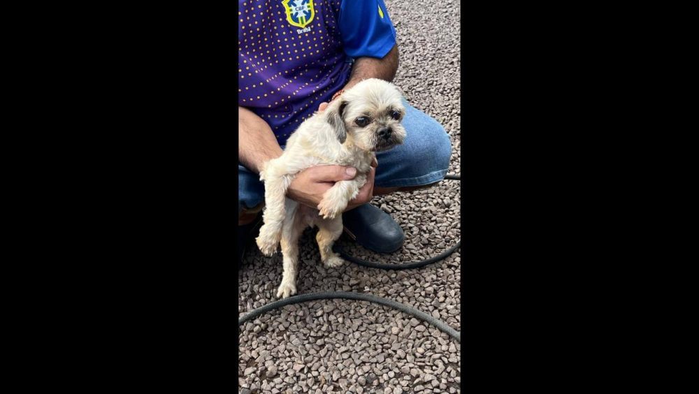 Cachorro é encontrado no bairro Parque São Paulo Imagem referente a Cachorro é encontrado no bairro Parque São Paulo