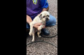 Cachorro é encontrado no bairro Parque São Paulo Cachorro é encontrado no bairro Parque São Paulo