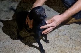 Cachorro é resgatado pelos bombeiros após cair em fossa no Bairro Cataratas