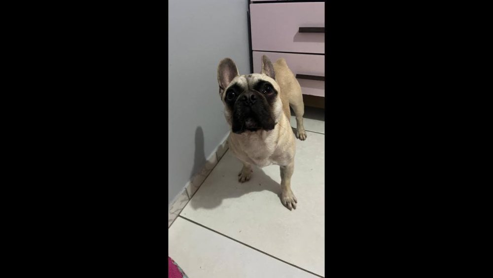 Cachorro é encontrado no bairro Periolo Imagem referente a Cachorro é encontrado no bairro Periolo