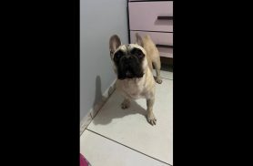 Cachorro é encontrado no bairro Periolo Cachorro é encontrado no bairro Periolo