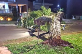 Árvore cai durante a madrugada e interdita cruzamento no Bairro Cancelli