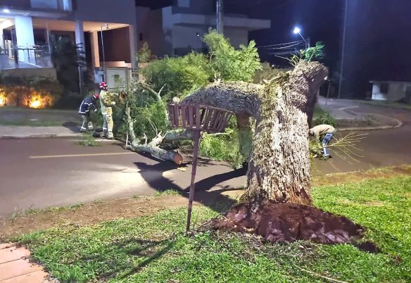 Árvore cai durante a madrugada e interdita cruzamento no Bairro Cancelli