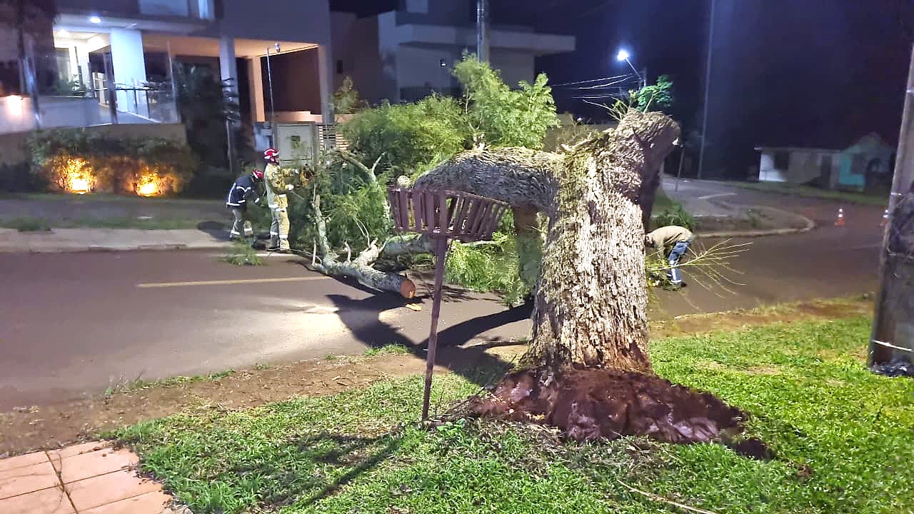 Árvore cai durante a madrugada e interdita cruzamento no Bairro Cancelli