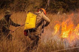 Enquanto muita gente dorme, tem quem esteja de olho na floresta; hoje é o Dia Mundial do Guarda-Florestal Enquanto muita gente dorme, tem quem esteja de olho na floresta; hoje é o Dia Mundial do Guarda-Florestal