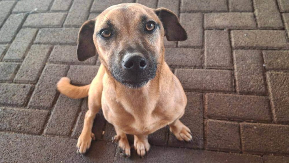 Cachorra desapareceu no bairro Guarujá Imagem referente a Cachorra desapareceu no bairro Guarujá