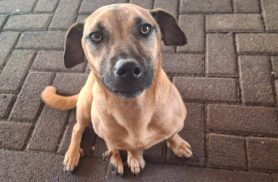 Cachorra desapareceu no bairro Guarujá Cachorra desapareceu no bairro Guarujá