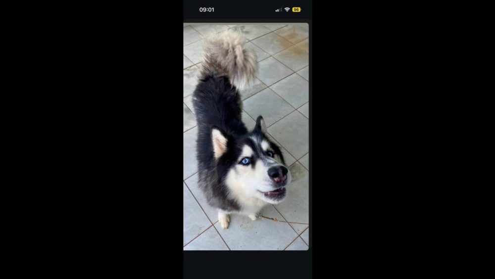 Cachorro Tob desapareceu no bairro Periolo Imagem referente a Cachorro Tob desapareceu no bairro Periolo