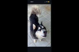 Cachorro Tob desapareceu no bairro Periolo Cachorro Tob desapareceu no bairro Periolo