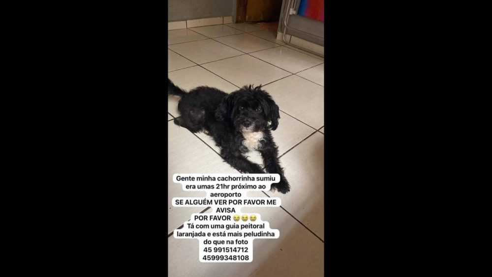 Cachorra Black desapareceu no bairro Santos Dumont Imagem referente a Cachorra Black desapareceu no bairro Santos Dumont