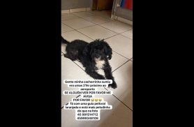Cachorra Black desapareceu no bairro Santos Dumont Cachorra Black desapareceu no bairro Santos Dumont