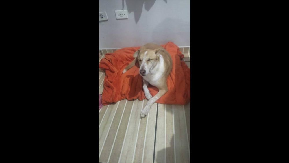 Cachorra Matilda desapareceu no bairro Periolo Imagem referente a Cachorra Matilda desapareceu no bairro Periolo