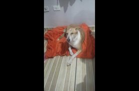 Cachorra Matilda desapareceu no bairro Periolo Cachorra Matilda desapareceu no bairro Periolo