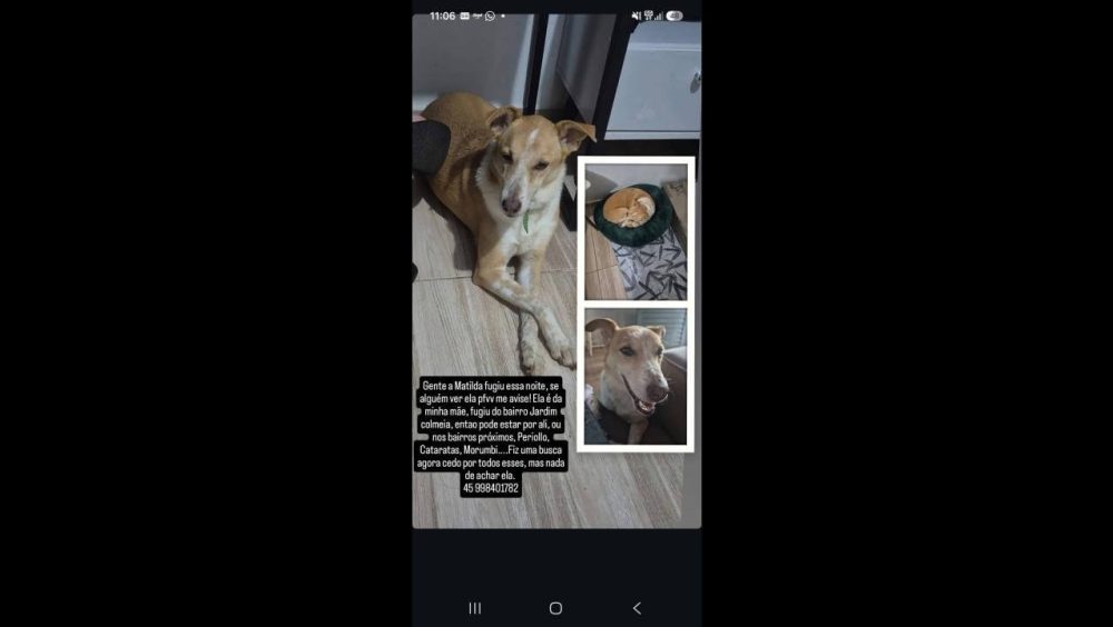 Cachorra Matilda desapareceu no bairro Jardim Colméia Imagem referente a Cachorra Matilda desapareceu no bairro Jardim Colméia