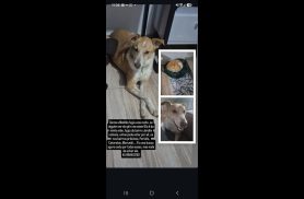 Cachorra Matilda desapareceu no bairro Jardim Colméia Cachorra Matilda desapareceu no bairro Jardim Colméia