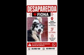 Cachorra Fiona desapareceu no bairro Universitário Cachorra Fiona desapareceu no bairro Universitário