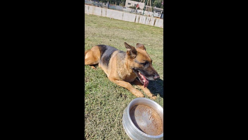 Cachorra é encontrada no bairro Cataratas Imagem referente a Cachorra é encontrada no bairro Cataratas