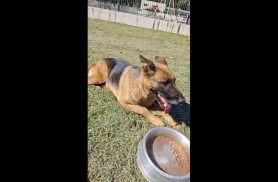 Cachorra é encontrada no bairro Cataratas Cachorra é encontrada no bairro Cataratas