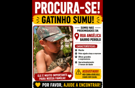 Gato Bambam desapareceu no bairro Periolo Gato Bambam desapareceu no bairro Periolo