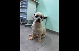 Cachorro é encontrado no bairro Pioneiros Catarinenses Cachorro é encontrado no bairro Pioneiros Catarinenses