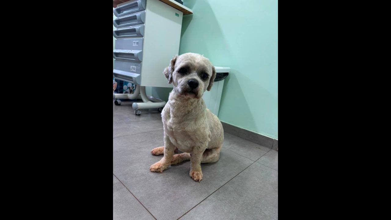 Imagem referente a Cachorro é encontrado no bairro Pioneiros Catarinenses