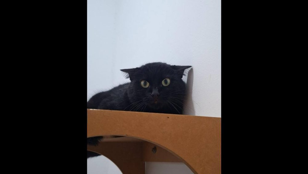 Gato é encontrado no bairro Cancelli Imagem referente a Gato é encontrado no bairro Cancelli