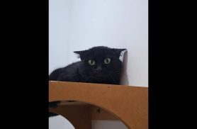 Gato é encontrado no bairro Cancelli Gato é encontrado no bairro Cancelli