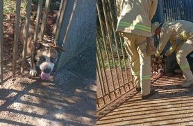 Final feliz: Bombeiros libertam cachorro preso em portão no Cascavel Velho