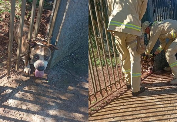 Final feliz: Bombeiros libertam cachorro preso em portão no Cascavel Velho Final feliz: Bombeiros libertam cachorro preso em portão no Cascavel Velho