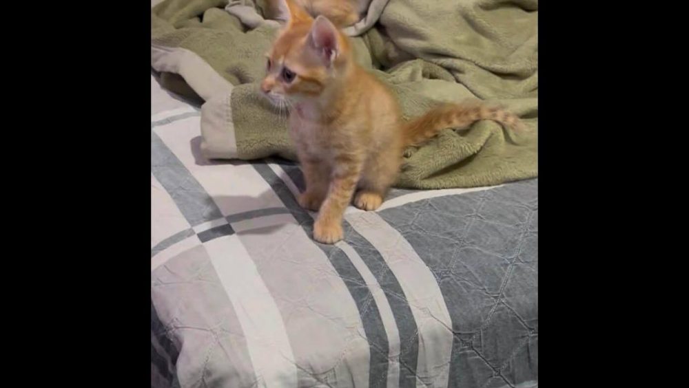 Gato Pata desapareceu no bairro Parque São Paulo Imagem referente a Gato Pata desapareceu no bairro Parque São Paulo