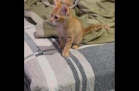Gato Pata desapareceu no bairro Parque São Paulo Gato Pata desapareceu no bairro Parque São Paulo