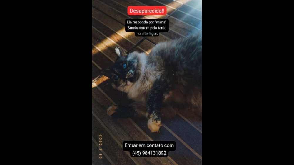 Gata é encontrada no bairro Interlagos Imagem referente a Gata é encontrada no bairro Interlagos