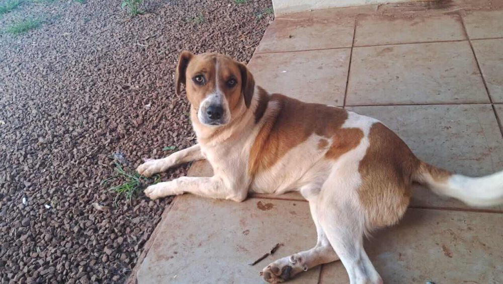 Cachorro Wilbor desapareceu em Santa Tereza do Oeste Imagem referente a Cachorro Wilbor desapareceu em Santa Tereza do Oeste