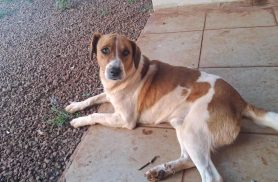 Cachorro Wilbor desapareceu em Santa Tereza do Oeste Cachorro Wilbor desapareceu em Santa Tereza do Oeste